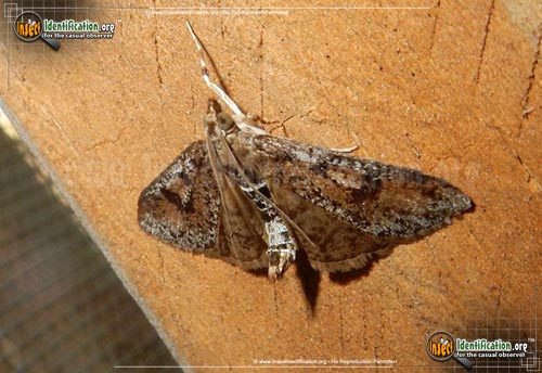 Thumbnail image #2 of the Splendid-Palpita-Moth