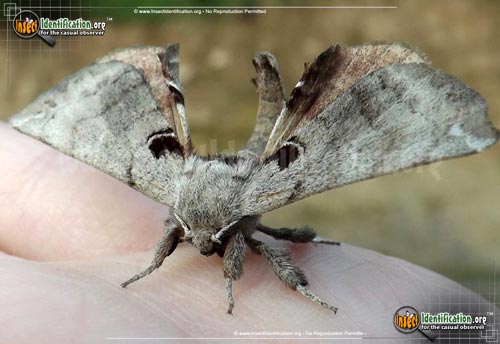 Thumbnail image #4 of the Spotted-Apatelodes-Moth