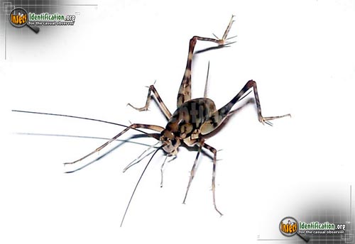 Thumbnail image #3 of the Spotted-Camel-Cricket