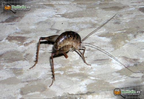 Thumbnail image #7 of the Spotted-Camel-Cricket