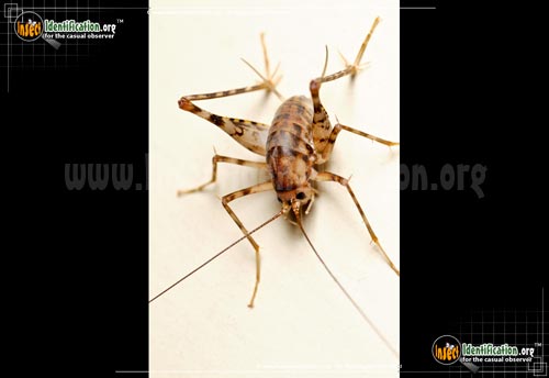 Thumbnail image of the Spotted-Camel-Cricket