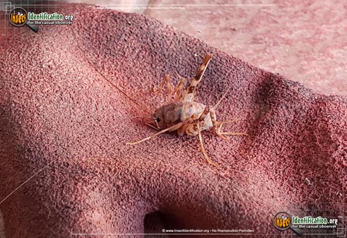 Thumbnail image #4 of the Spotted-Camel-Cricket