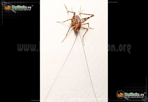 Thumbnail image #8 of the Spotted-Camel-Cricket