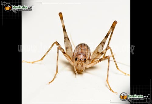 Thumbnail image #2 of the Spotted-Camel-Cricket