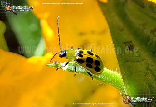 Thumbnail image of the Spotted-Cucumber-Beetle
