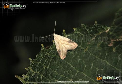 Thumbnail image of the Spotted-Grass-Moth