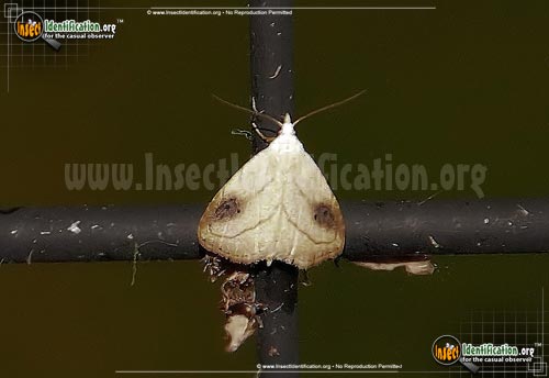 Thumbnail image #2 of the Spotted-Grass-Moth
