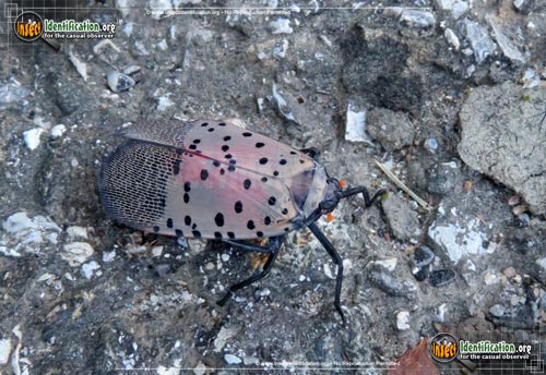 Thumbnail image #2 of the Spotted-Lantern-Fly