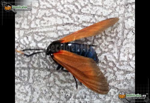 Thumbnail image #2 of the Spotted-Oleander-Caterpillar-Moth
