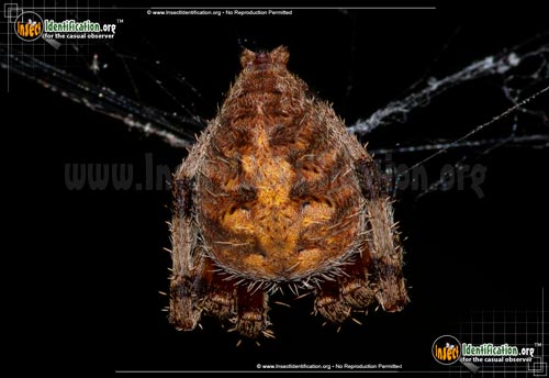Thumbnail image #12 of the Spotted-Orb-Weaver