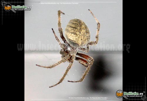 Thumbnail image #14 of the Spotted-Orb-Weaver