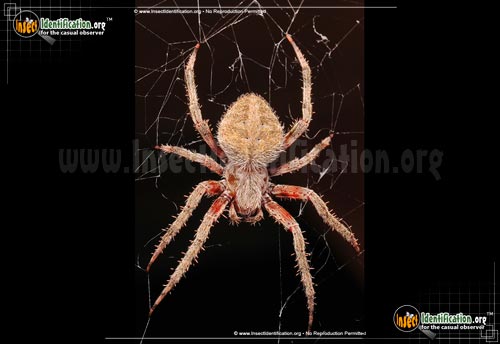 Thumbnail image #13 of the Spotted-Orb-Weaver