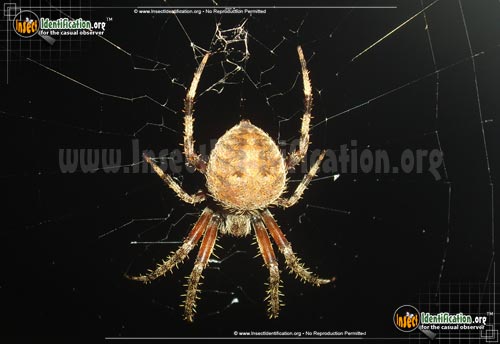 Thumbnail image #5 of the Spotted-Orb-Weaver