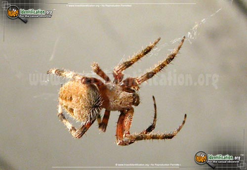 Thumbnail image #3 of the Spotted-Orb-Weaver