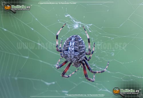 Thumbnail image #4 of the Spotted-Orb-Weaver
