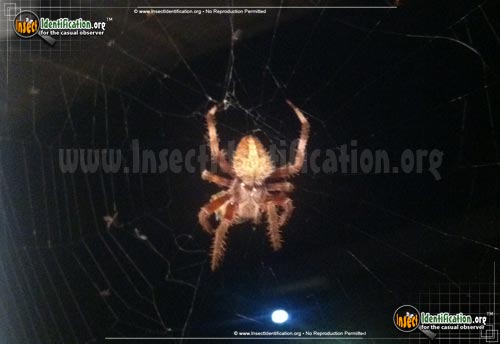 Thumbnail image of the Spotted-Orb-Weaver