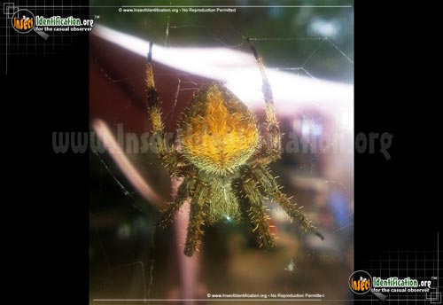 Thumbnail image #6 of the Spotted-Orb-Weaver