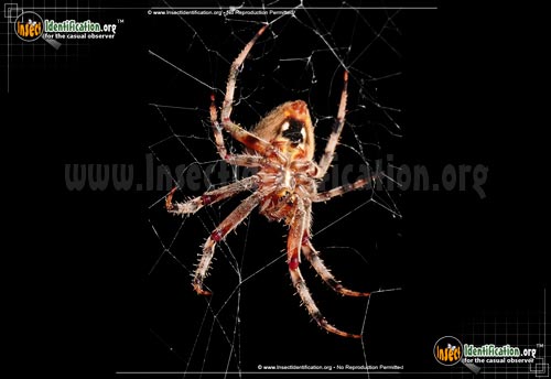 Thumbnail image #11 of the Spotted-Orb-Weaver