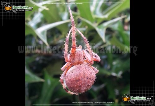 Thumbnail image #10 of the Spotted-Orb-Weaver