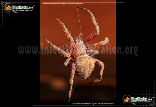 Thumbnail image #8 of the Spotted-Orb-Weaver