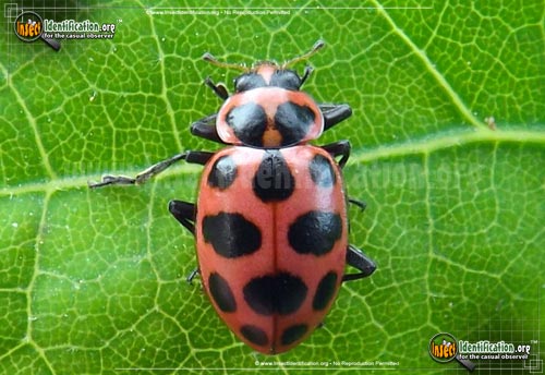 Thumbnail image of the Pink-Spotted-Lady-Beetle