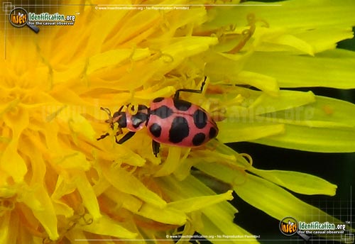 Thumbnail image #4 of the Spotted-Pink-Lady-Beetle