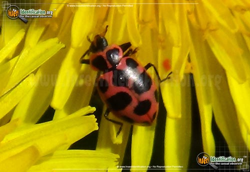 Thumbnail image #5 of the Spotted-Pink-Lady-Beetle