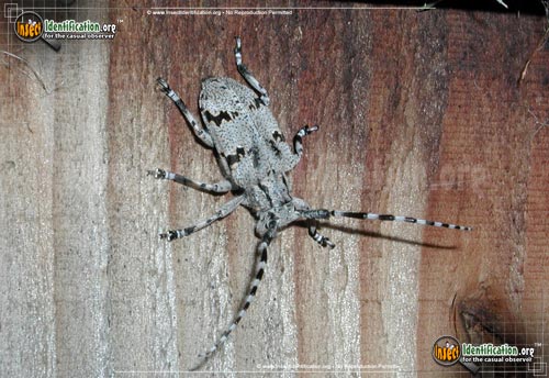 Thumbnail image of the Spotted-Tree-Borer-Beetle
