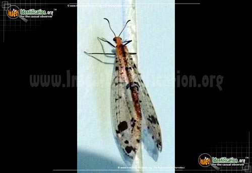 Thumbnail image of the Spotted-Winged-Antlion