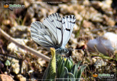 Thumbnail image #2 of the Spring-White-Butterfly