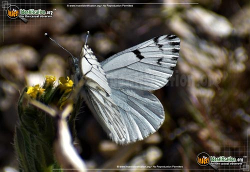 Spring White Ba Spring White Butterfly