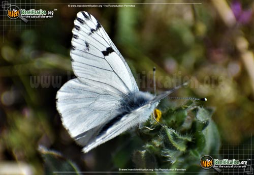 Thumbnail image #4 of the Spring-White-Butterfly