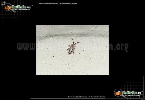 Thumbnail image #2 of the Water-Springtail