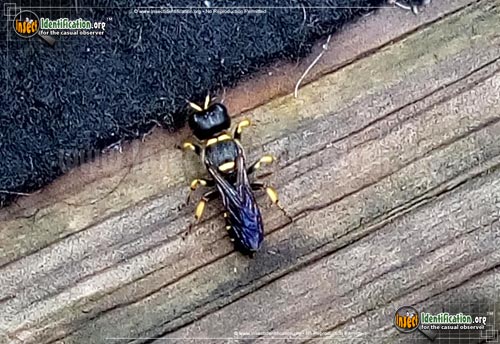 Thumbnail image #2 of the Squarehead-Wasp