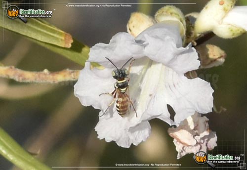 ワスプス wasps ビステ カンタベリー Square-headed Wasp - Crossocerus nitidiventris - BugGuide.Net