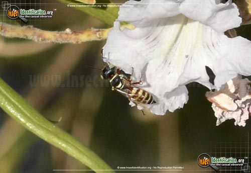 Thumbnail image #4 of the Squarehead-Wasp