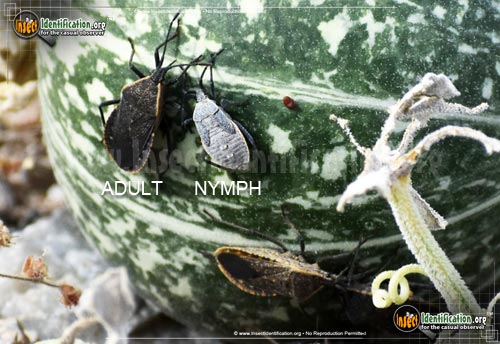 Thumbnail image of the Squash-Bug