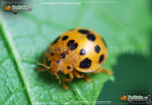 Thumbnail image of the Squash-Lady-Beetle