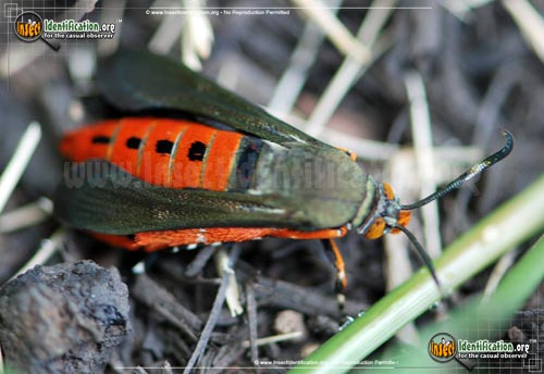 Thumbnail image of the Squash-Vine-Borer-Moth