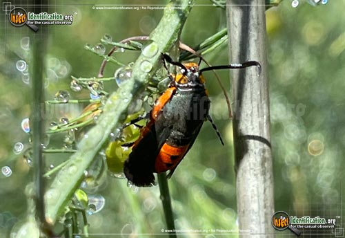 Thumbnail image #2 of the Squash-Vine-Borer-Moth