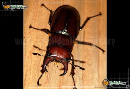 Thumbnail image #5 of the Stag-Beetle-Lucanus-Capreolus