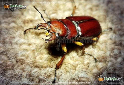Thumbnail image #3 of the Stag-Beetle-Lucanus-Capreolus