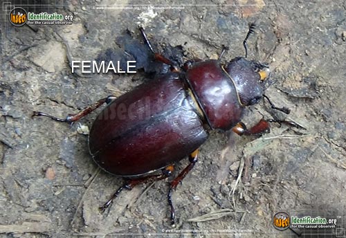 Thumbnail image #2 of the Stag-Beetle-Lucanus-Capreolus