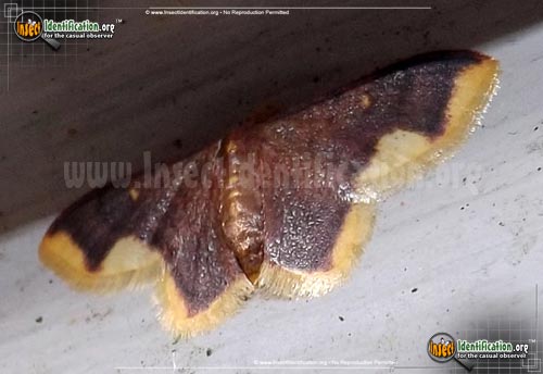 Thumbnail image #3 of the Stained-Lophosis-Moth