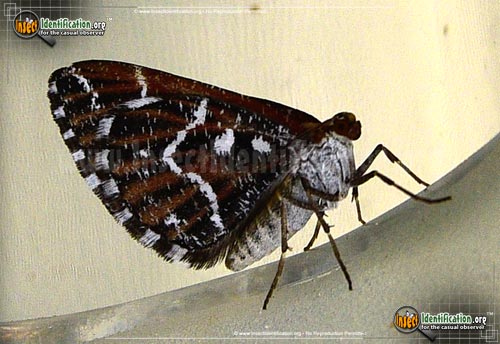 Thumbnail image of the Stamnodes-Marmorata-Moth