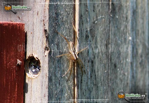Thumbnail image of the Stealthy-Ground-Spider