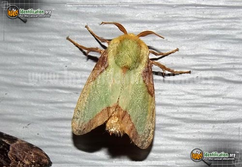 Thumbnail image of the Stinging-Rose-Caterpillar-Moth