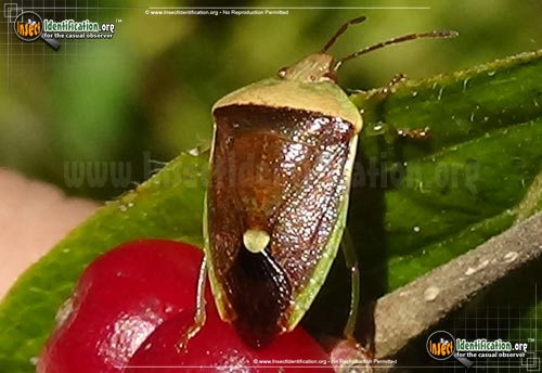 Thumbnail image of the Stink-Bug-Nyymph-Banasa-dimidiata