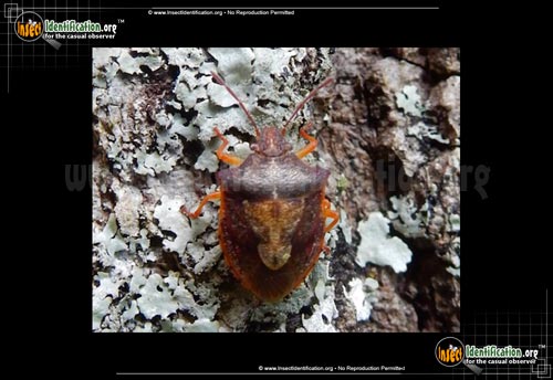 Thumbnail image of the Stink-Bug-Dendrocoris-Humeralis