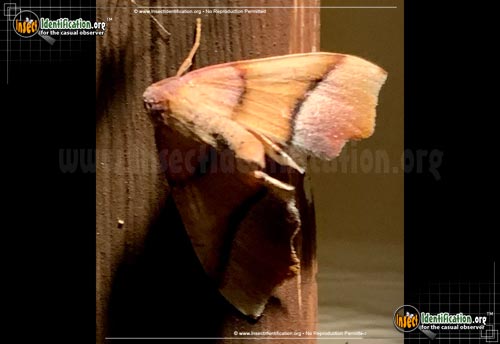 Thumbnail image #2 of the Straight-Lined-Plagodis-Moth